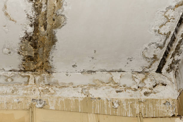 Environmental Consulting for Mold Prevention in Brookside, AL